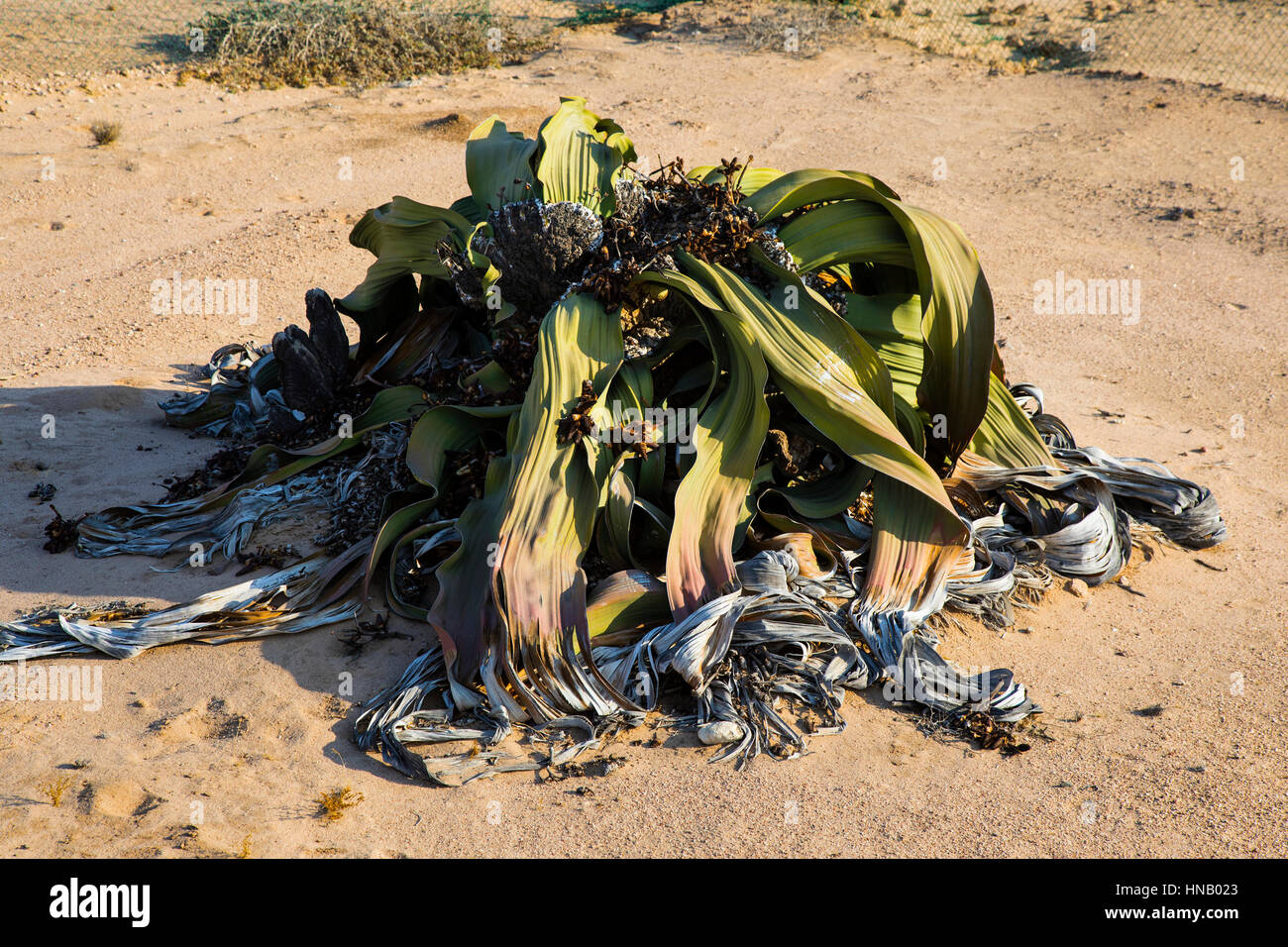 Welwitschia Drive, Welwitschia mirabilis, Living Fossil, Swakopmund, Namibia, Africa, by Monika Hrdinova/Dembinsky Photo Assoc Stock Photo