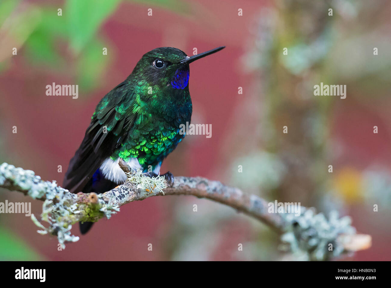 Glowing Puffleg (Eriocnemis vestita ), male, La Calera, Cundinamarca