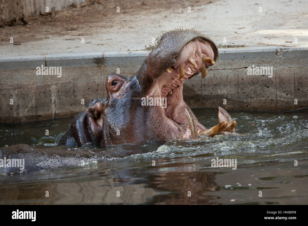 Hippopotamus (Hippopotamus amphibius) at Madrid Zoo, Spain. Stock Photo