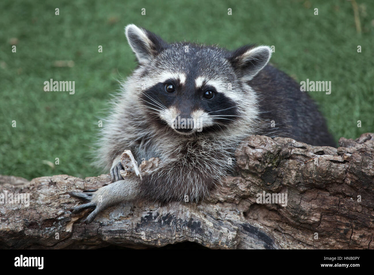 Racoon Raccoon (Procyon lotor), also known as the North American raccoon Stock ...
