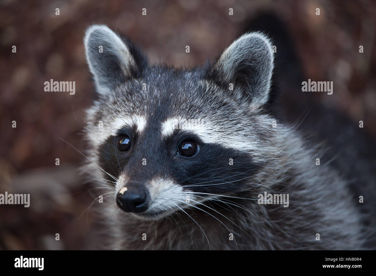 Raccoon Procyon Lotor Also Known As The North American Raccoon Stock raccoon-procyon-lotor-also-known-as-the-north-american-raccoon-stock