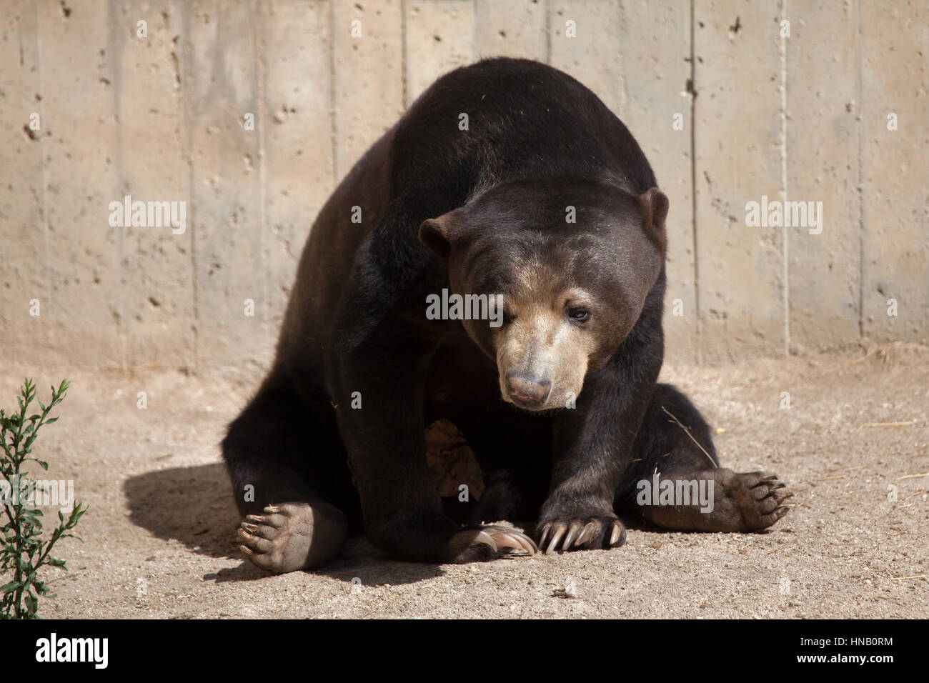 Malayan sun bear (Helarctos malayanus) at Madrid Zoo, Spain. Stock Photo