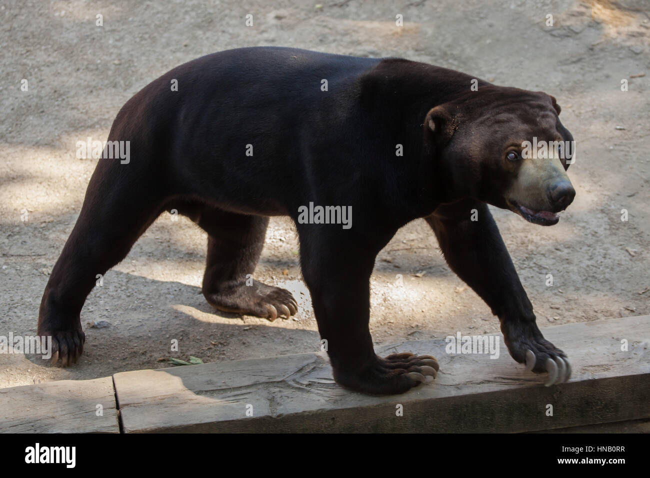 Malayan sun bear (Helarctos malayanus) at Madrid Zoo, Spain. Stock Photo