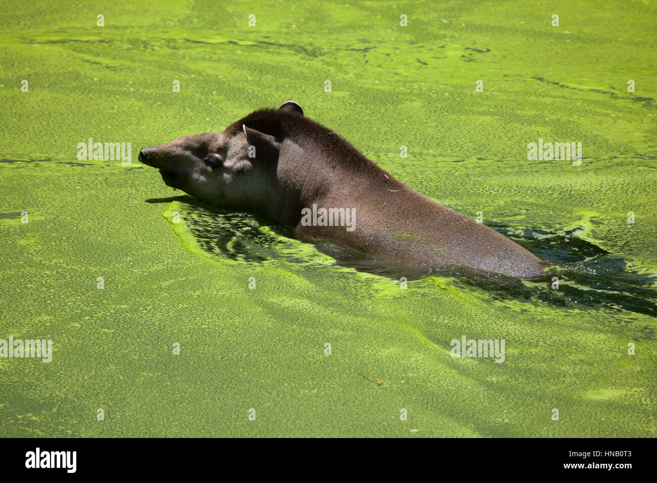 South American tapir (Tapirus terrestris), also known as the Brazilian tapir. Stock Photo