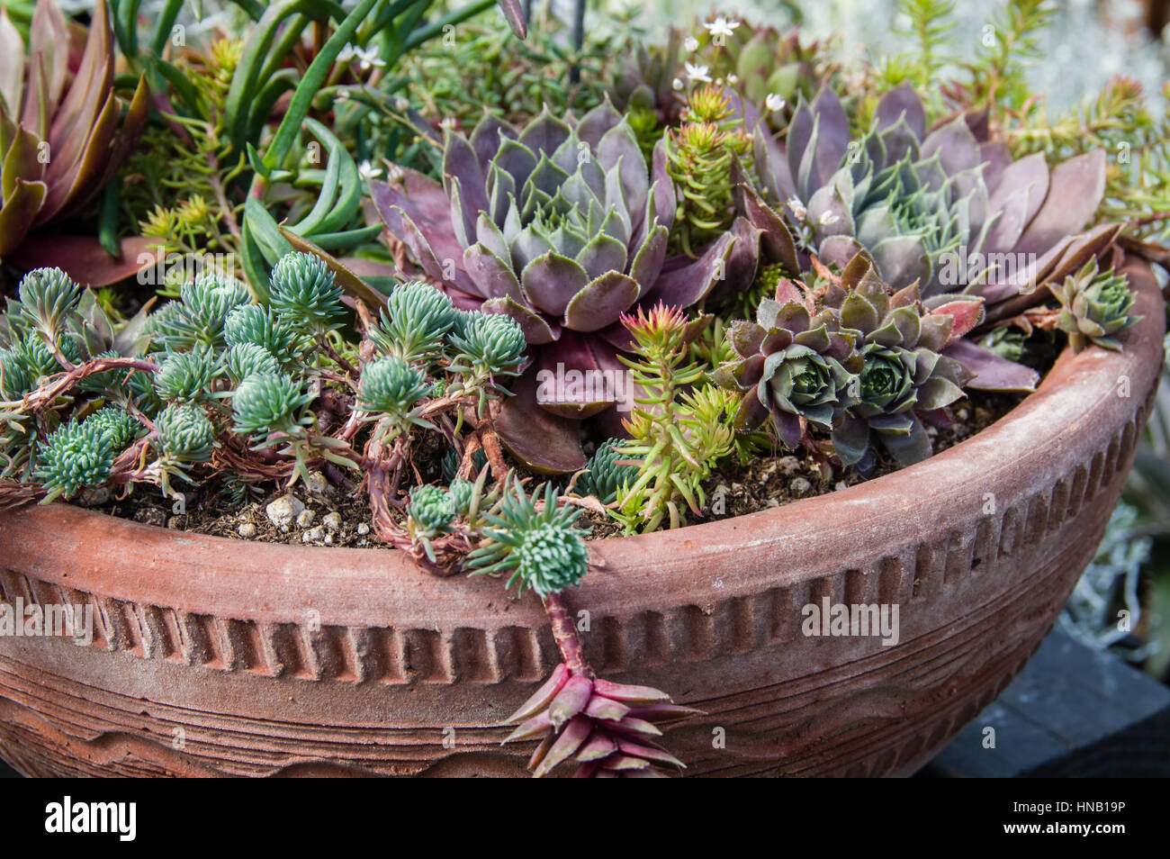 Sedum plants grown in containers Stock Photo Alamy