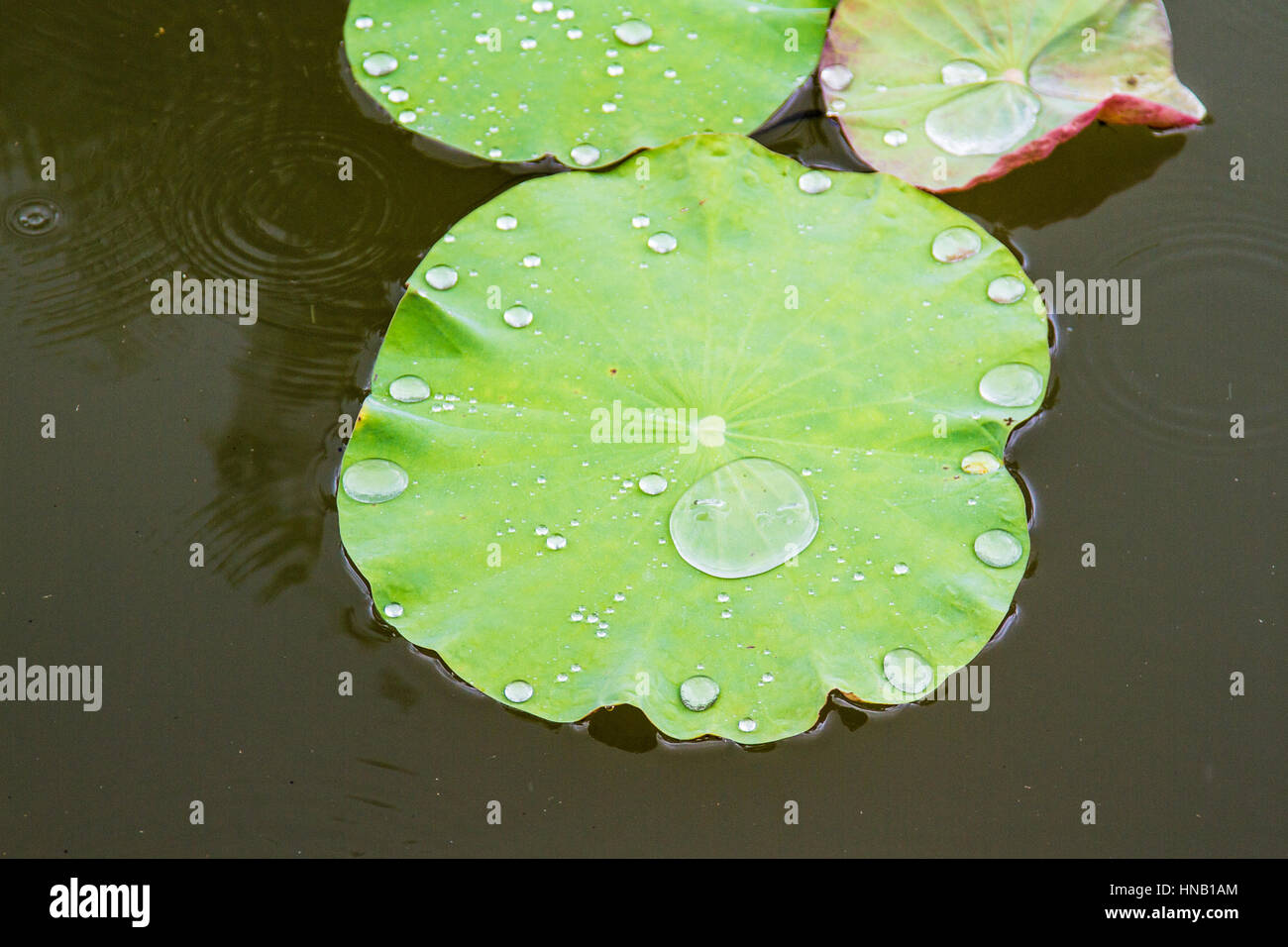 A water drop on waterlily leaf Stock Photo - Alamy