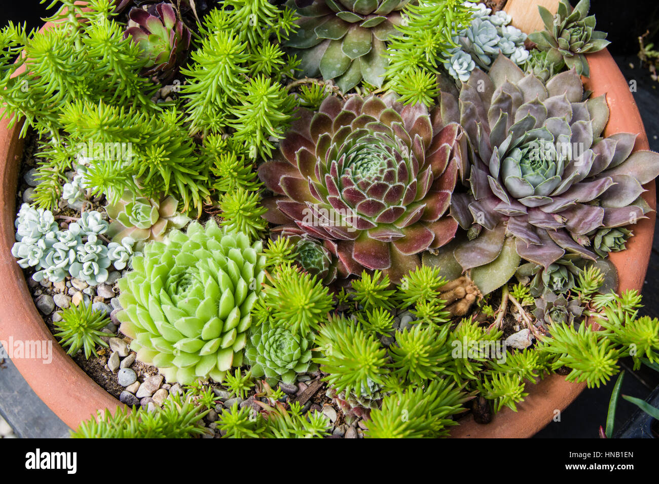 Sedum plants grown in containers Stock Photo Alamy