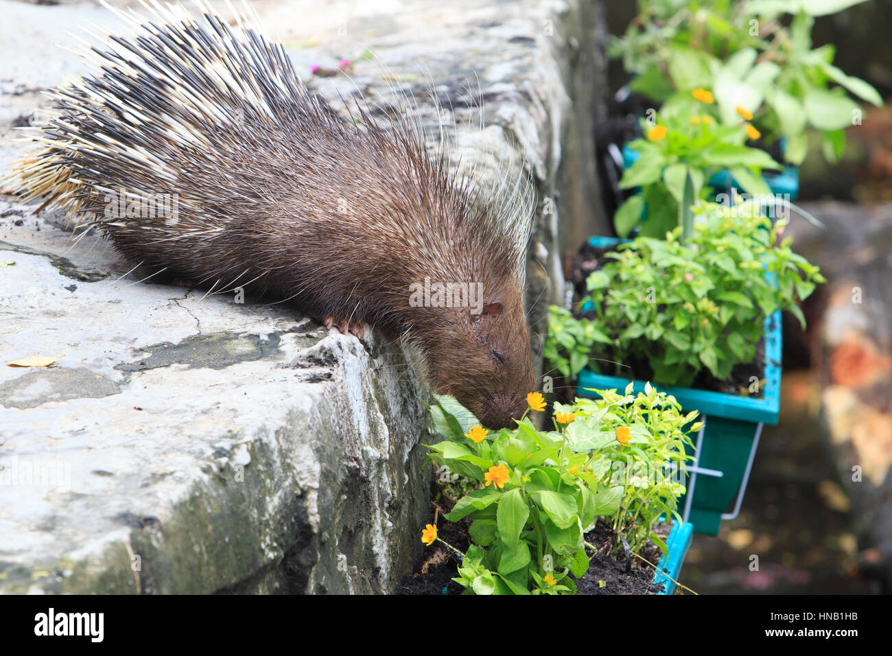 Picture of Porcupine eating plant or vegetable Stock Photo Alamy