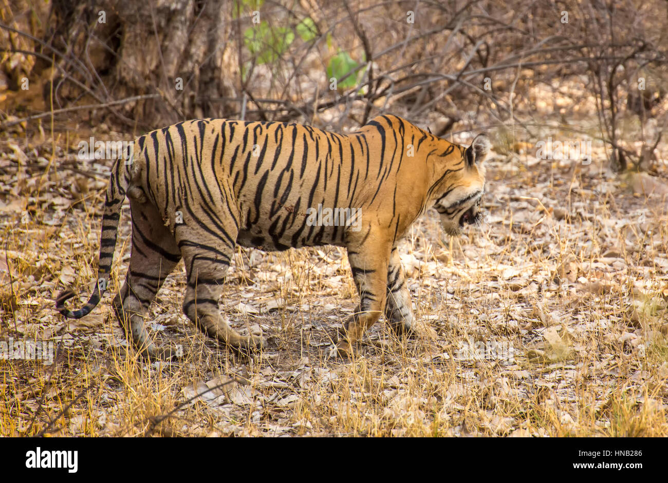 Wild royal bengal tiger in nature habitat of Ranthambhore National Park