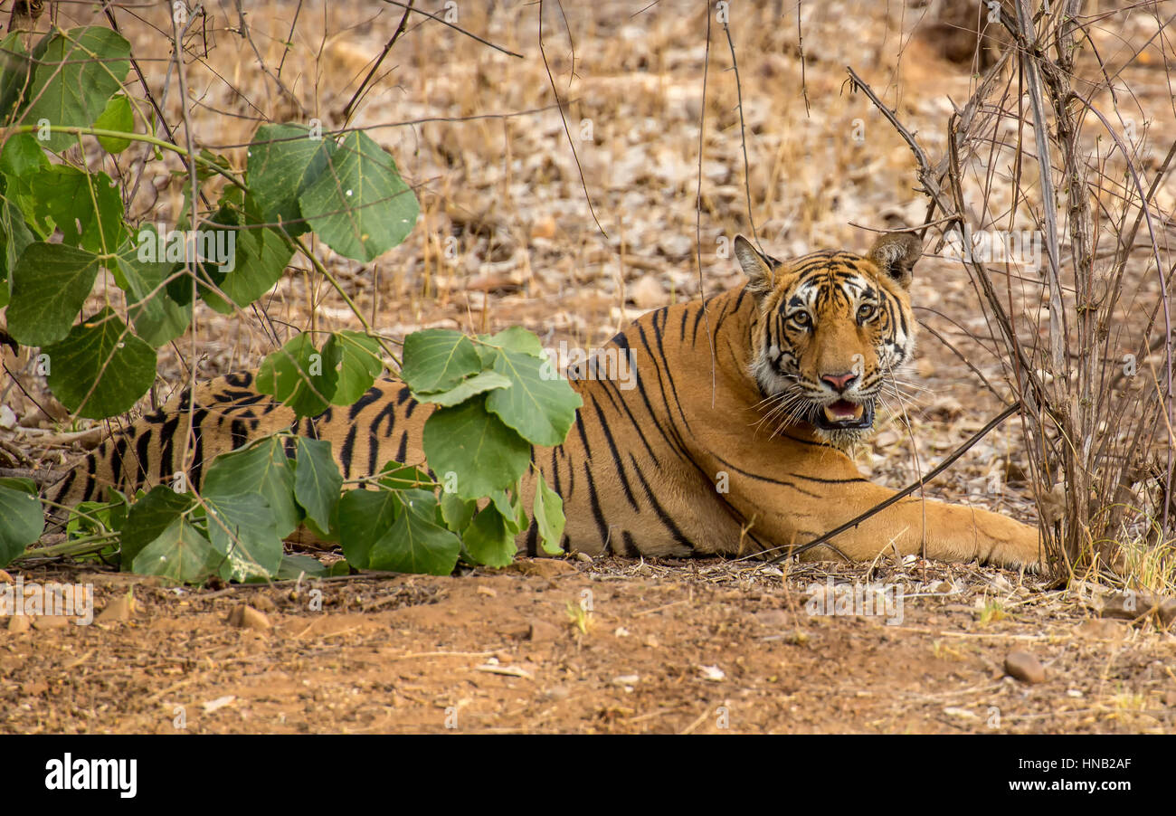 Wild royal bengal tiger in nature habitat of Ranthambhore National Park