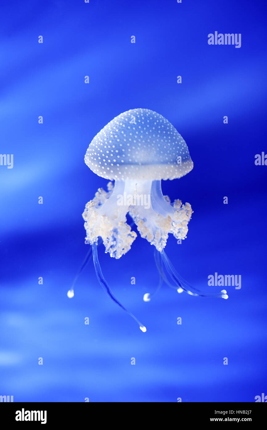 Jellyfish in Genoa aquarium, Italy, Europe Stock Photo - Alamy