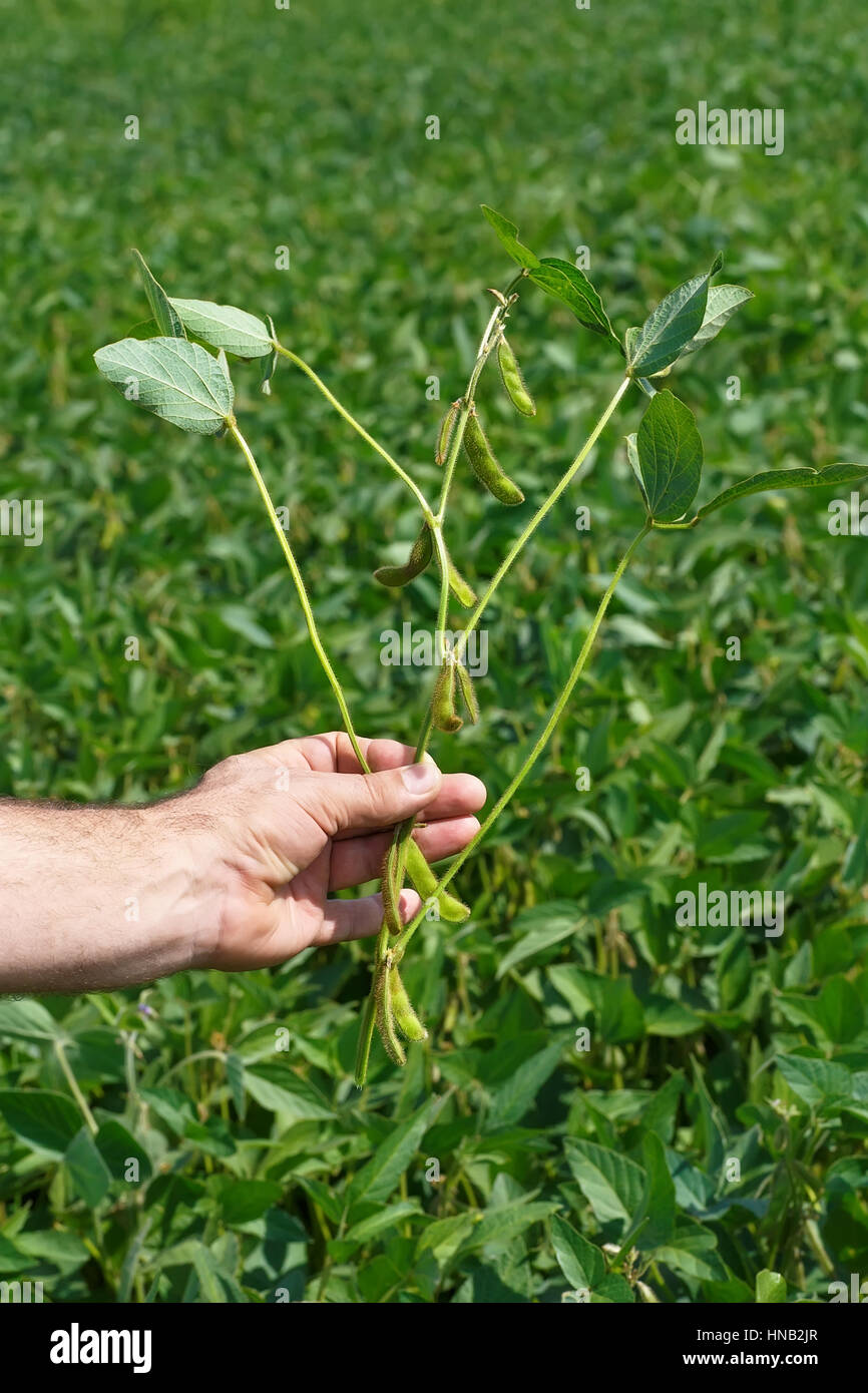 Soya bean plant hi-res stock photography and images - Alamy