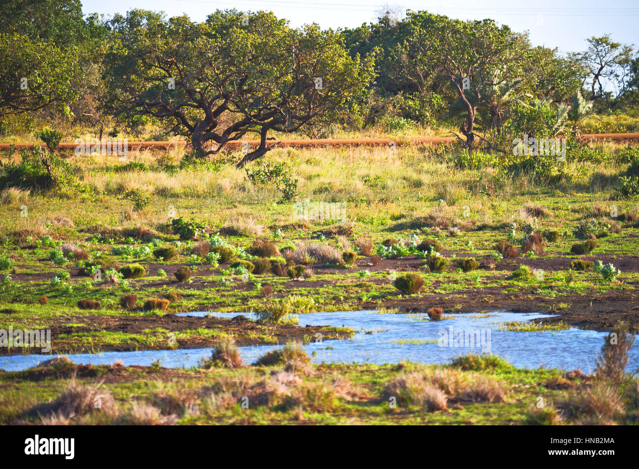 blur in south africa pond lake isimagaliso nature reserve and bush