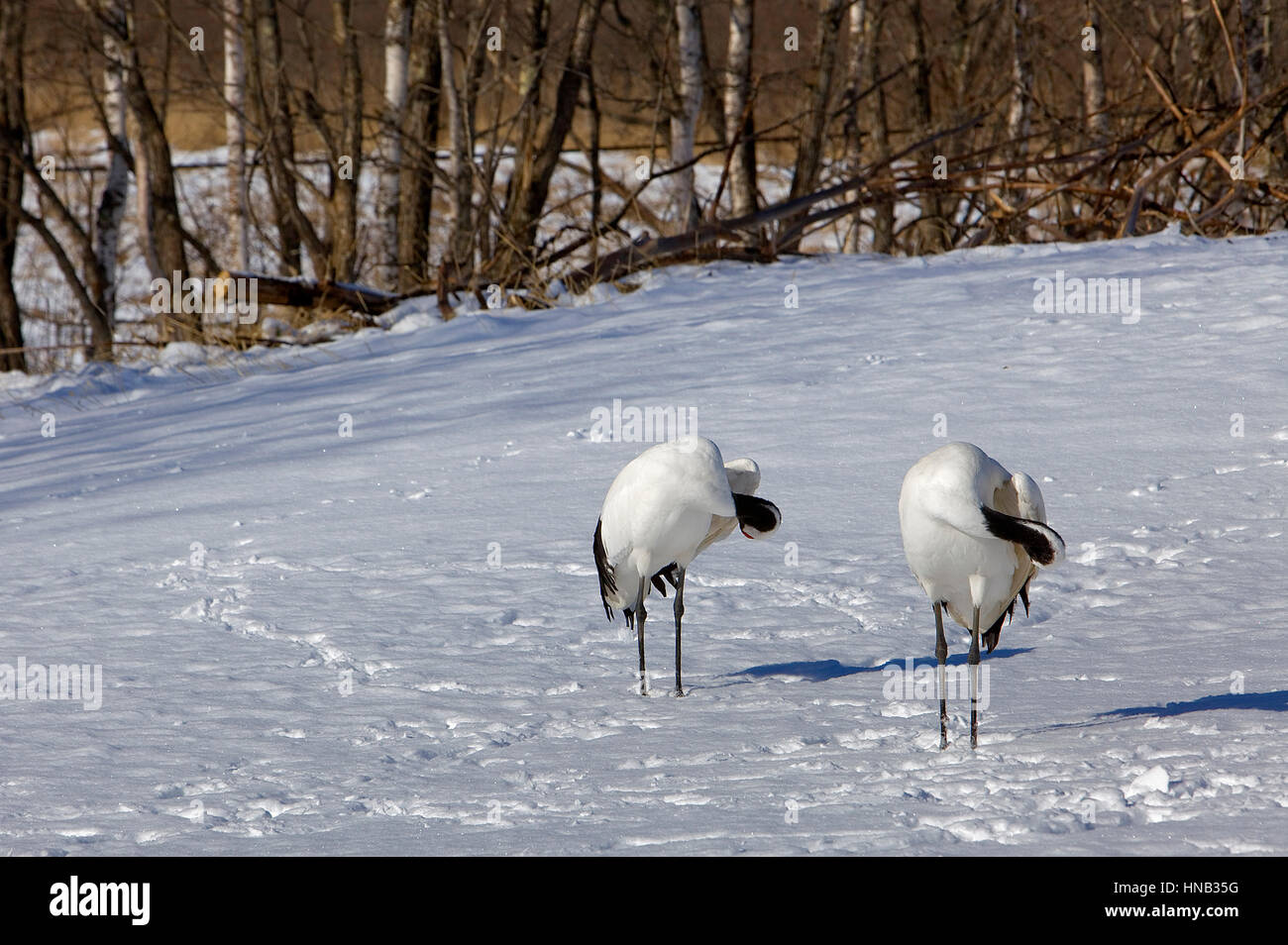 Red-Crowned Crane (Grus japonensis),Kushiro Shitsugen National Park ...