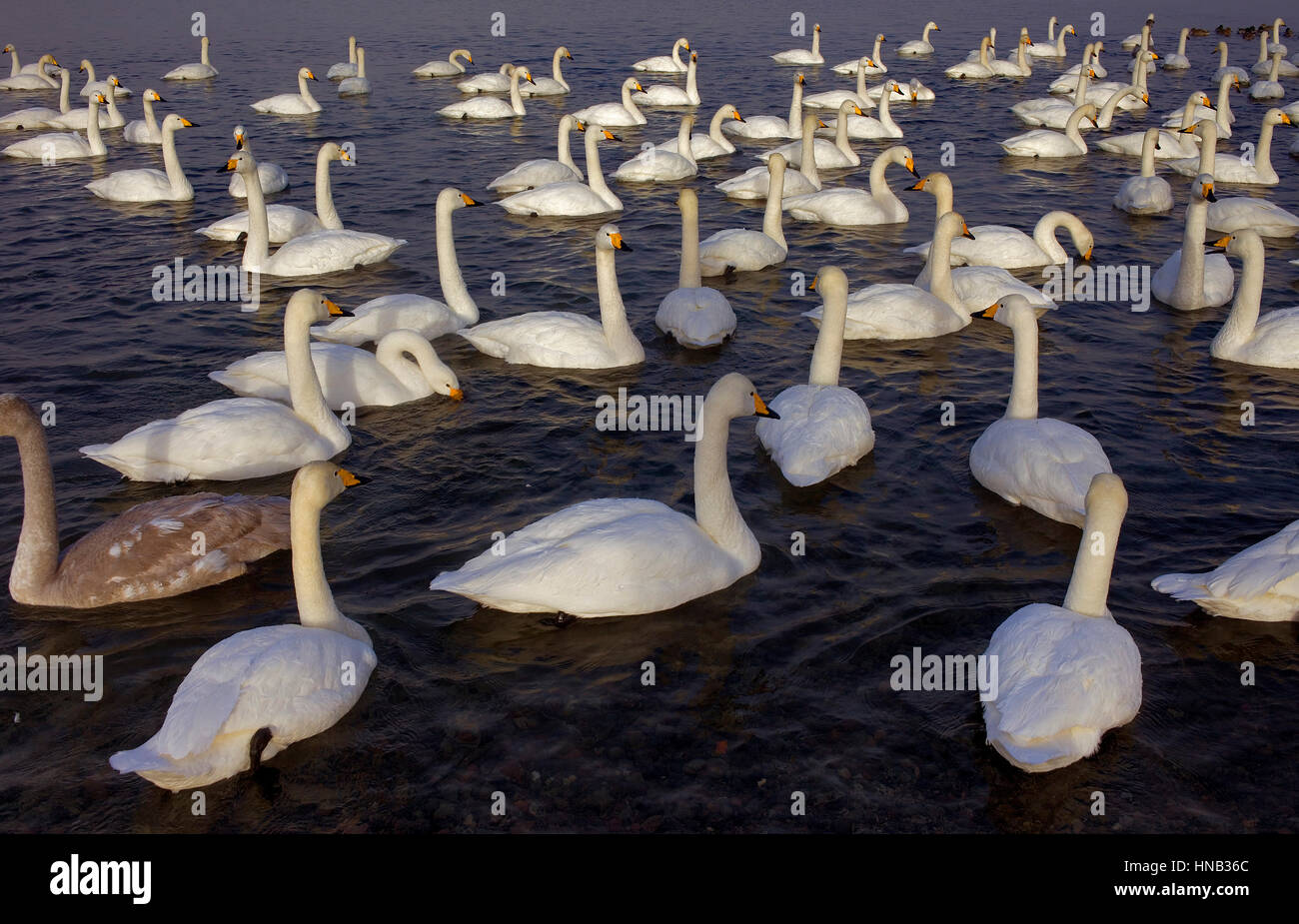 Whopper Swans (Cygnus cygnus) in Lake Kussharo,Akan National Park
