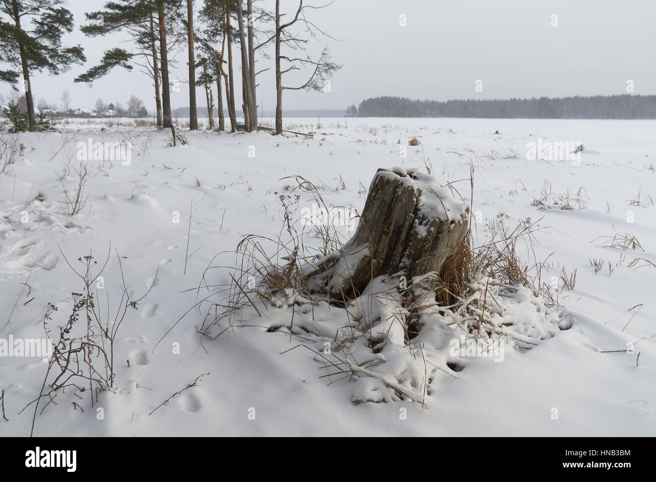 Winter landscape with old stump on the foreground. Peno lake, Tver oblast, Russia. Stock Photo