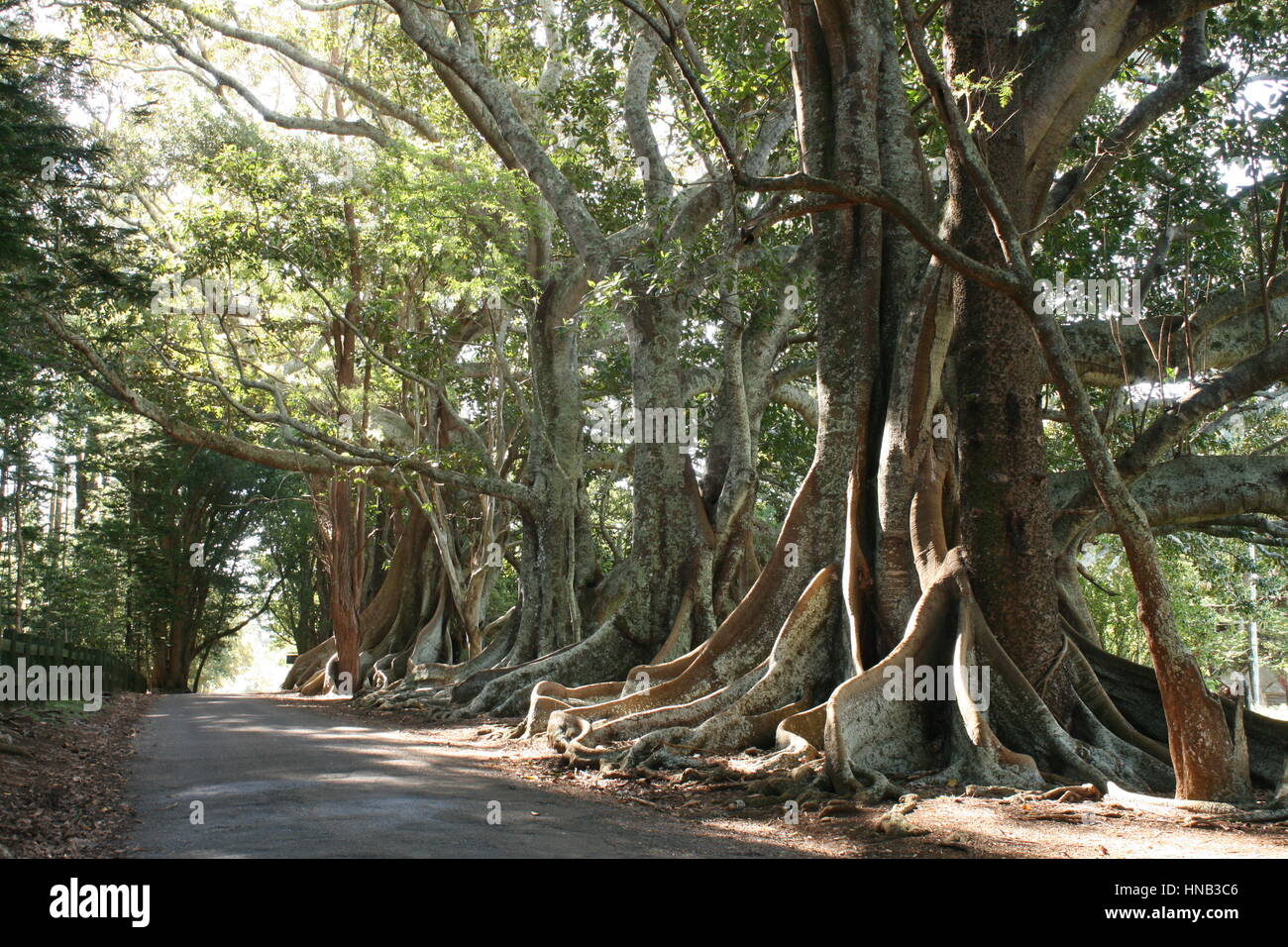 Trees lining road Stock Photo