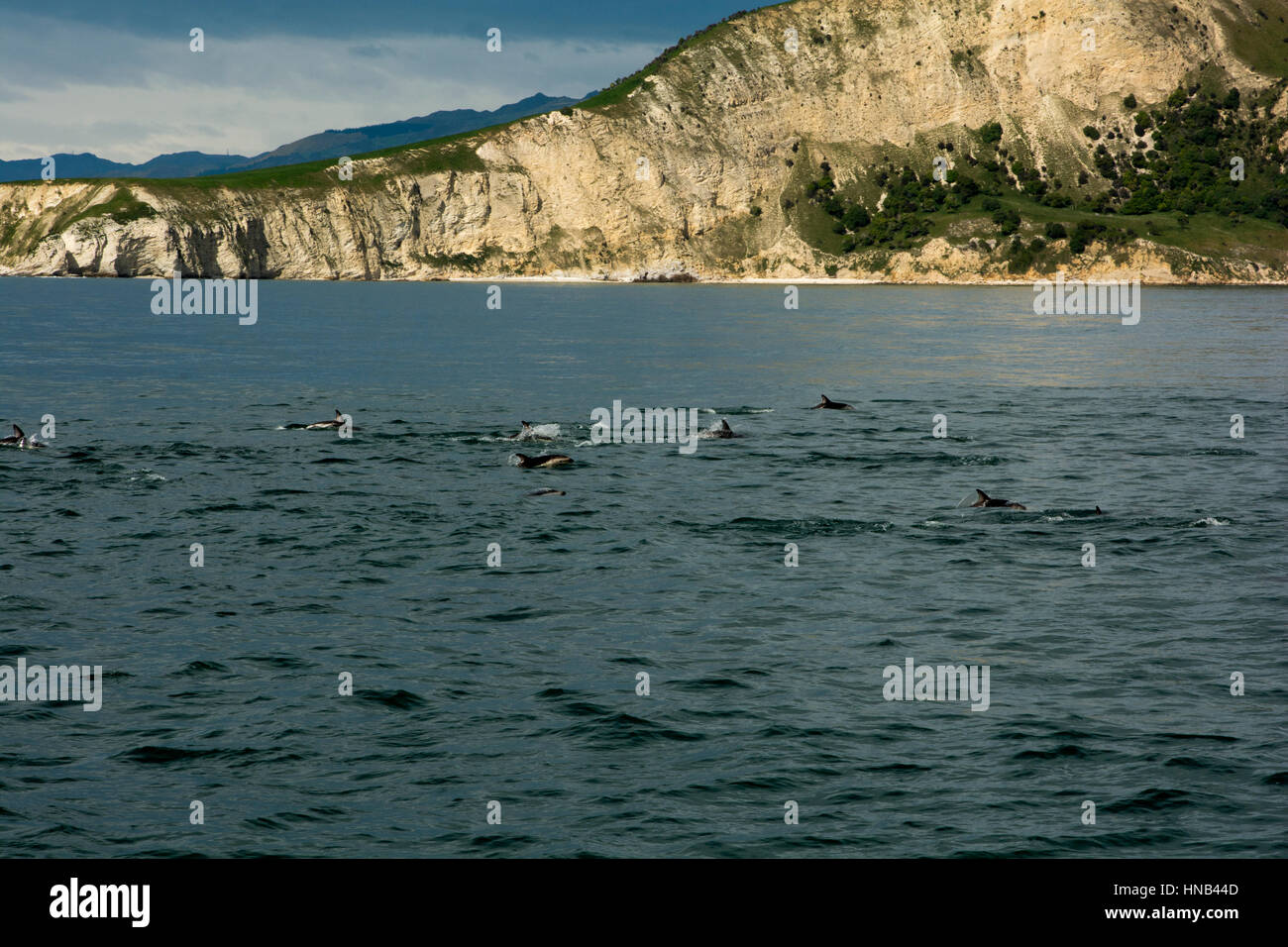 Dusky Dolphin pod swimming in the Pacific Ocean just off the coast near Kaikoura in New Zealand.  Eine Schule Schwarzdelfine schwimmt im Pazifik in de Stock Photo