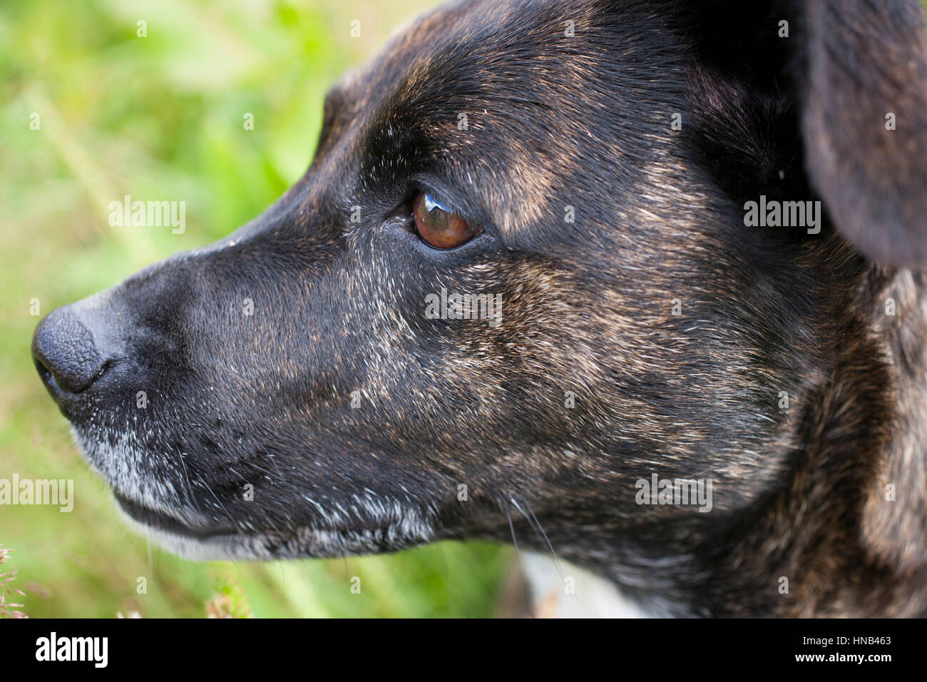 brindle staffy whippet cross