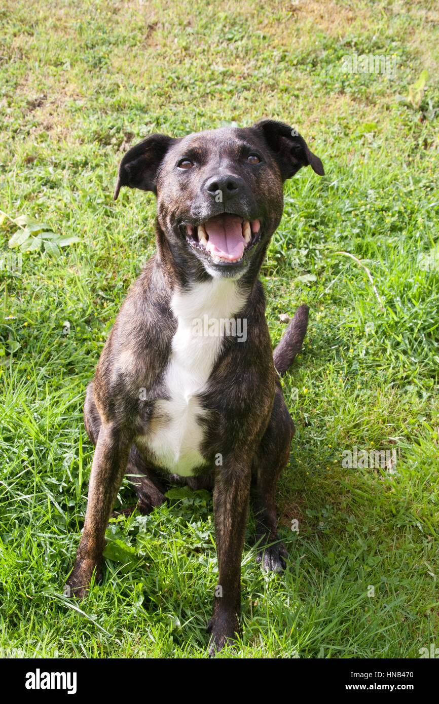 brindle staffy whippet cross