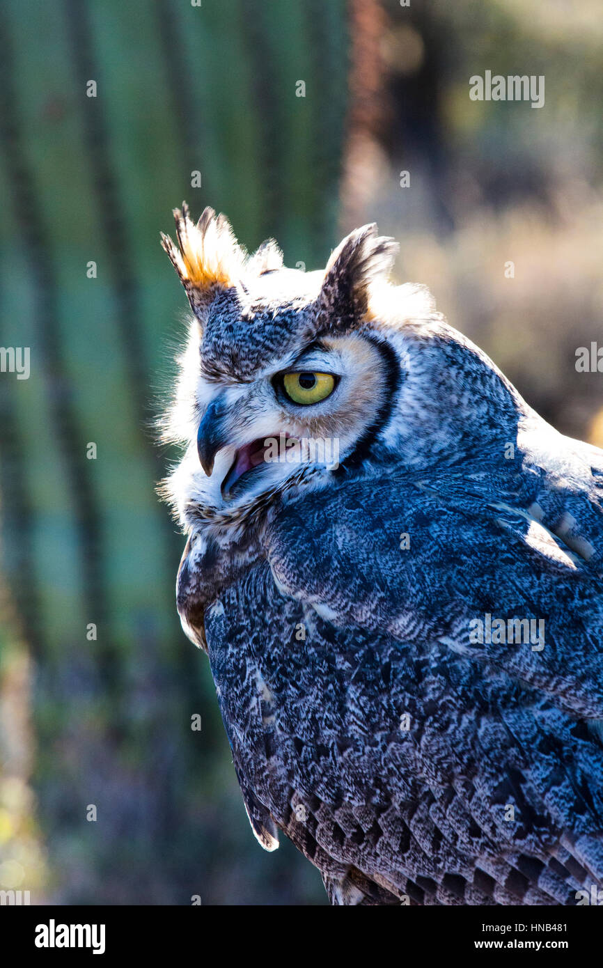 Screeching Barn Owl Stock Photo