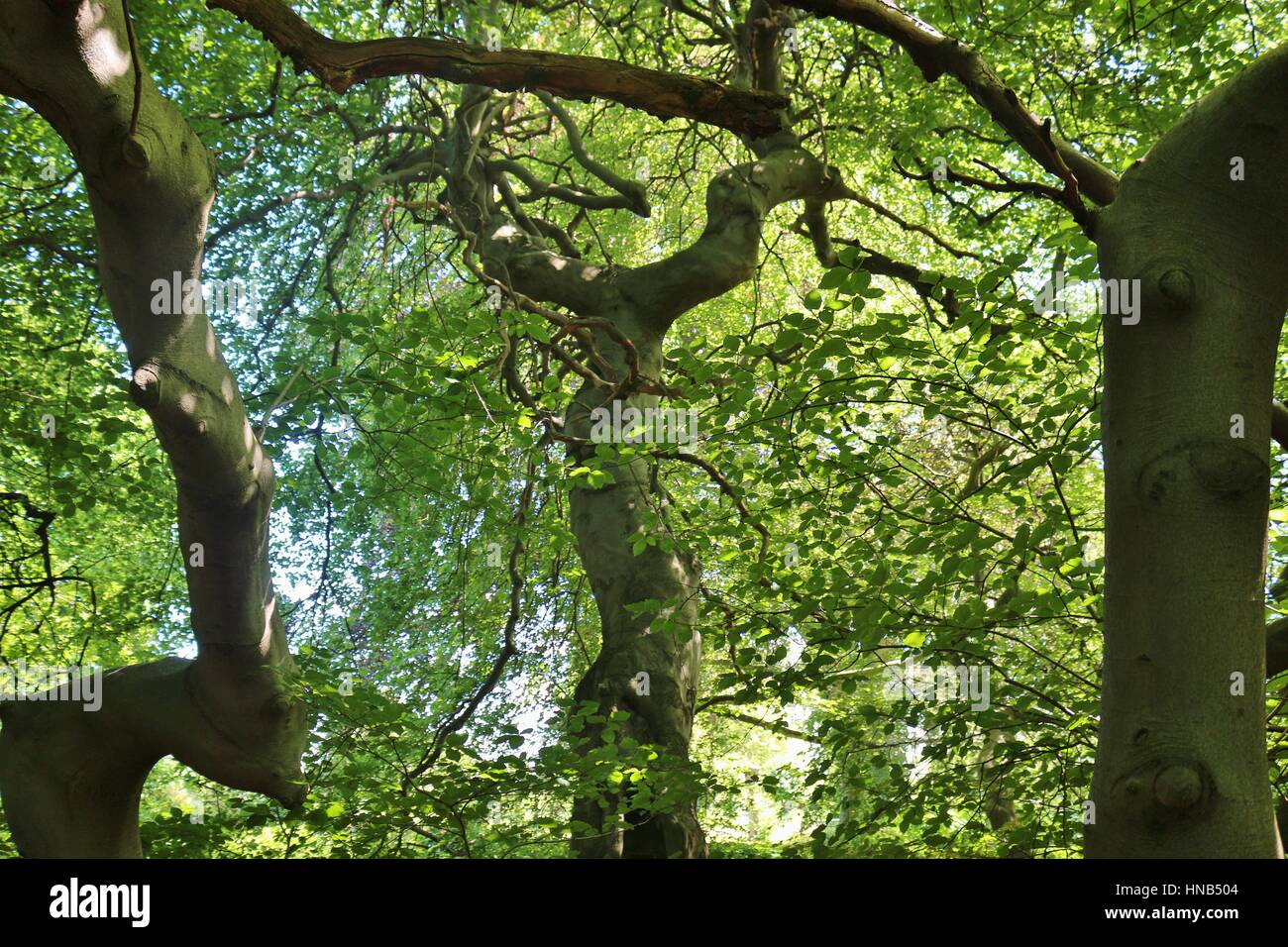 Enchanted Place In The Forest Trees With Crooked Branches And A Green enchanted-place-in-the-forest-trees-with-crooked-branches-and-a-green