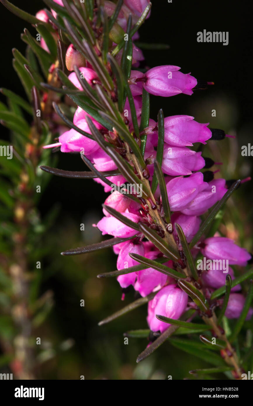 Scottish heather hires stock photography and images Alamy