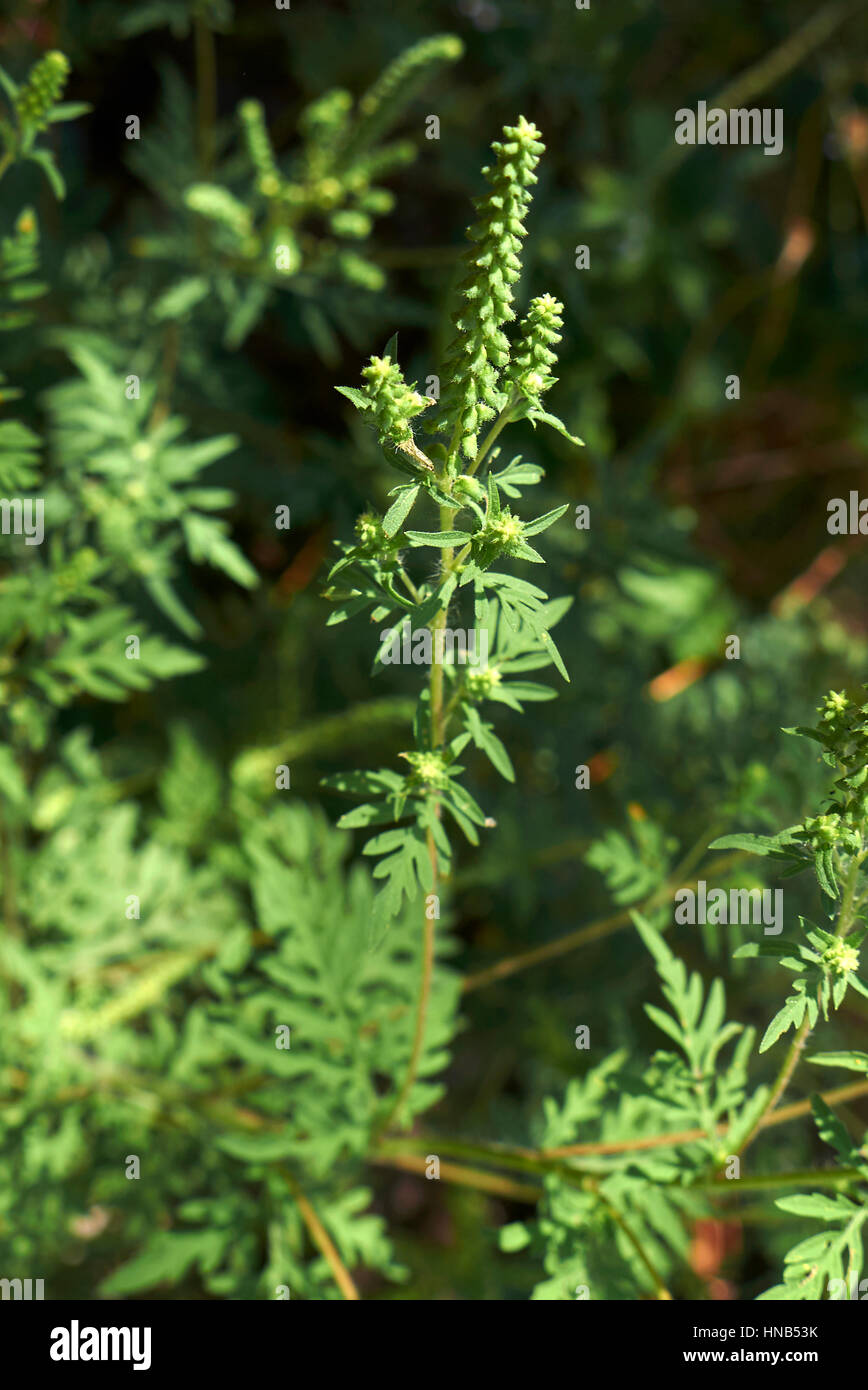 Ambrosia artemisiifolia inflorescence Stock Photo