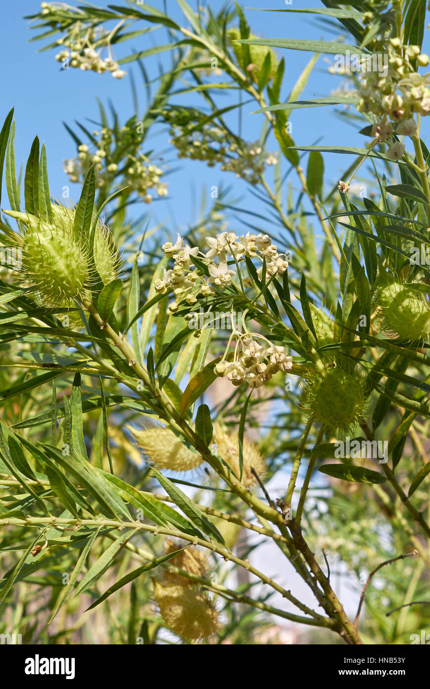 Gomphocarpus fruticosus Stock Photo