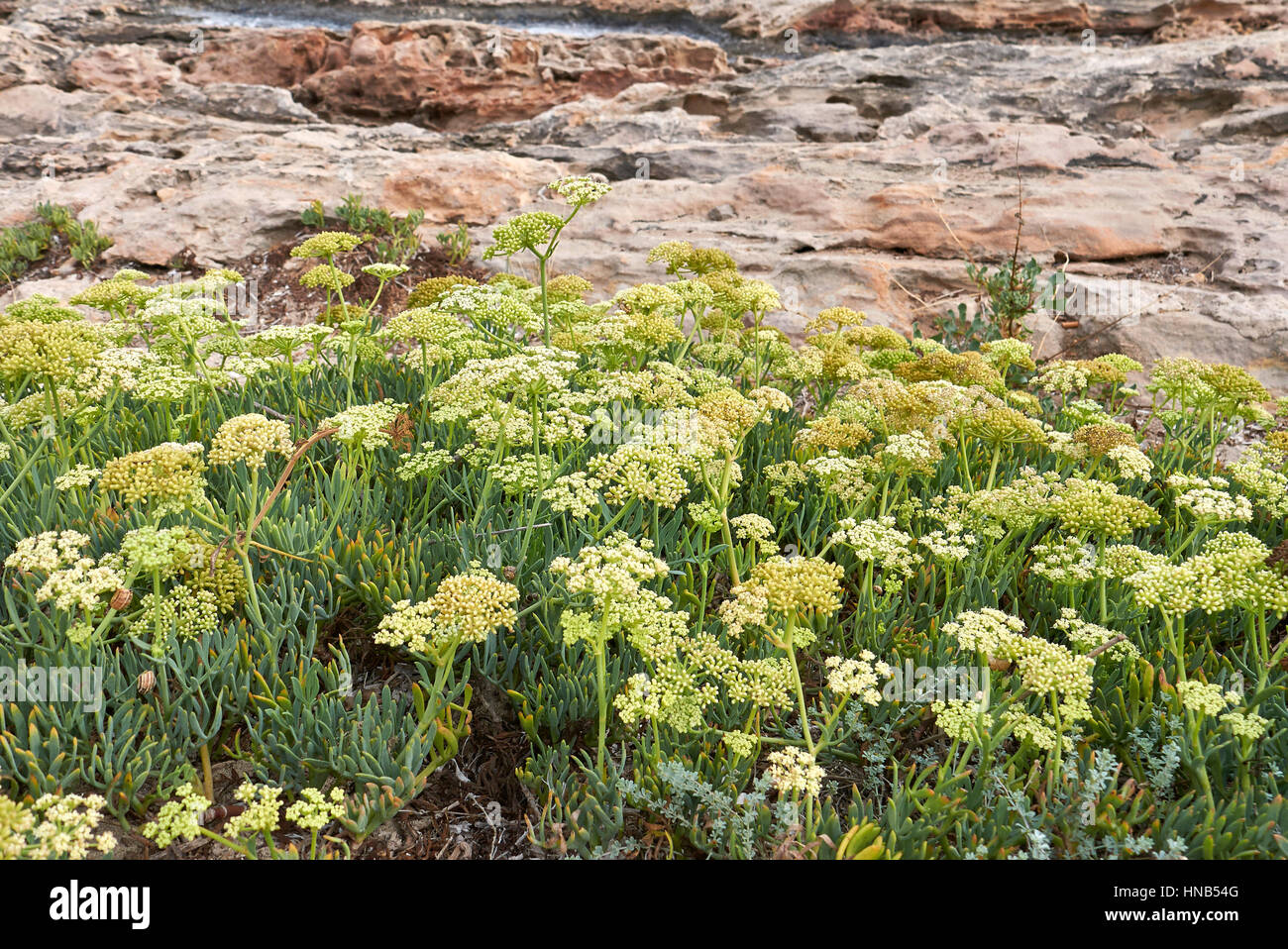 Fennel marine hires stock photography and images Alamy