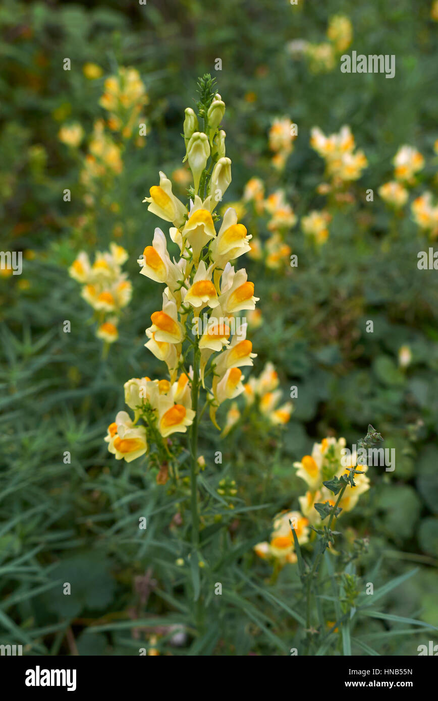 Linaria vulgaris Stock Photo