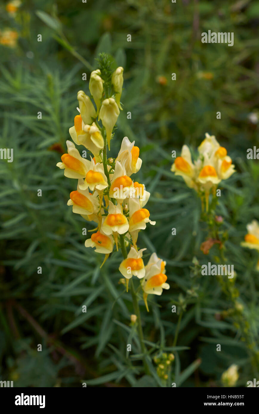 Linaria vulgaris Stock Photo
