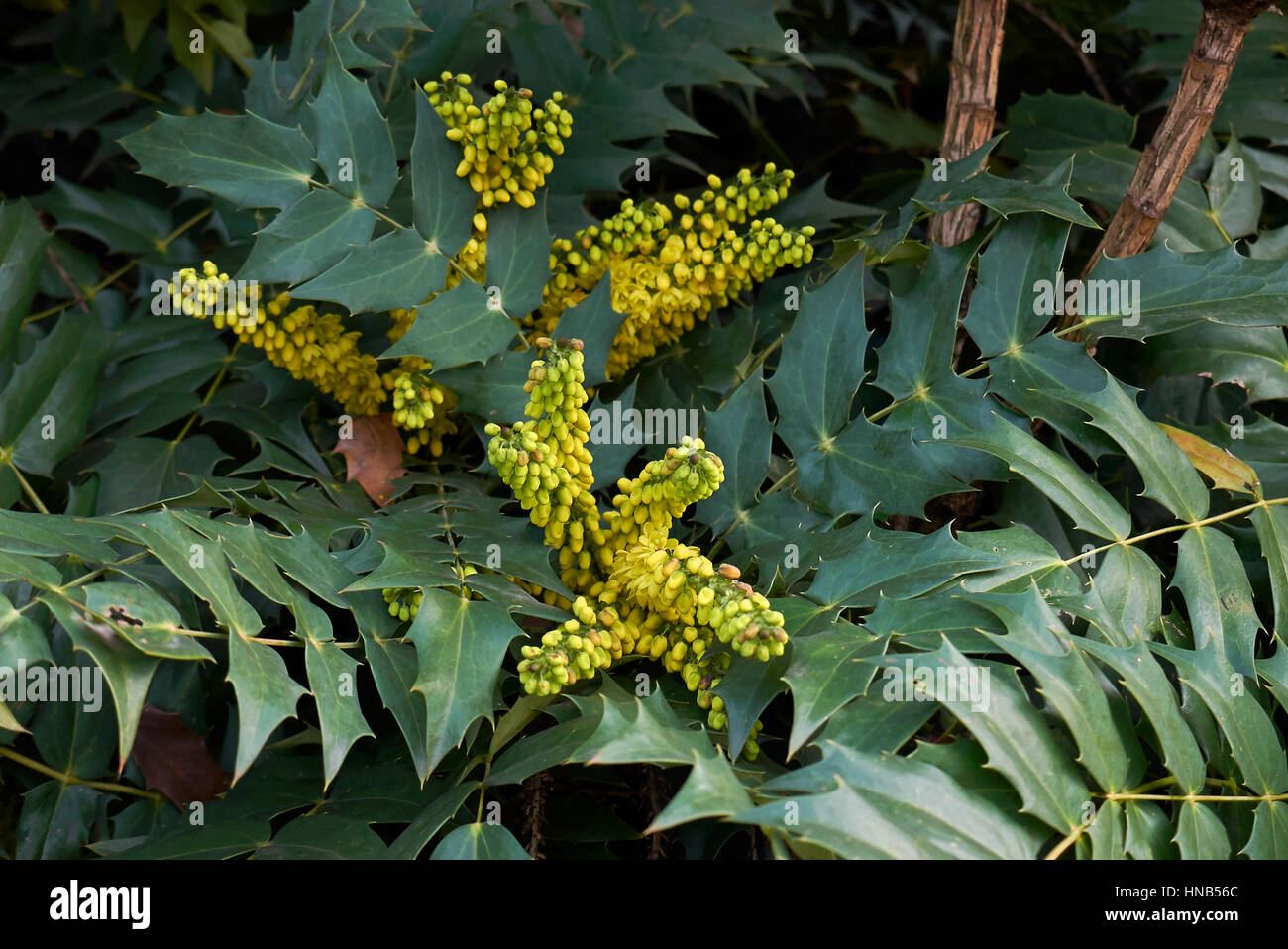 Spiny evergreen shrubs hi-res stock photography and images ...