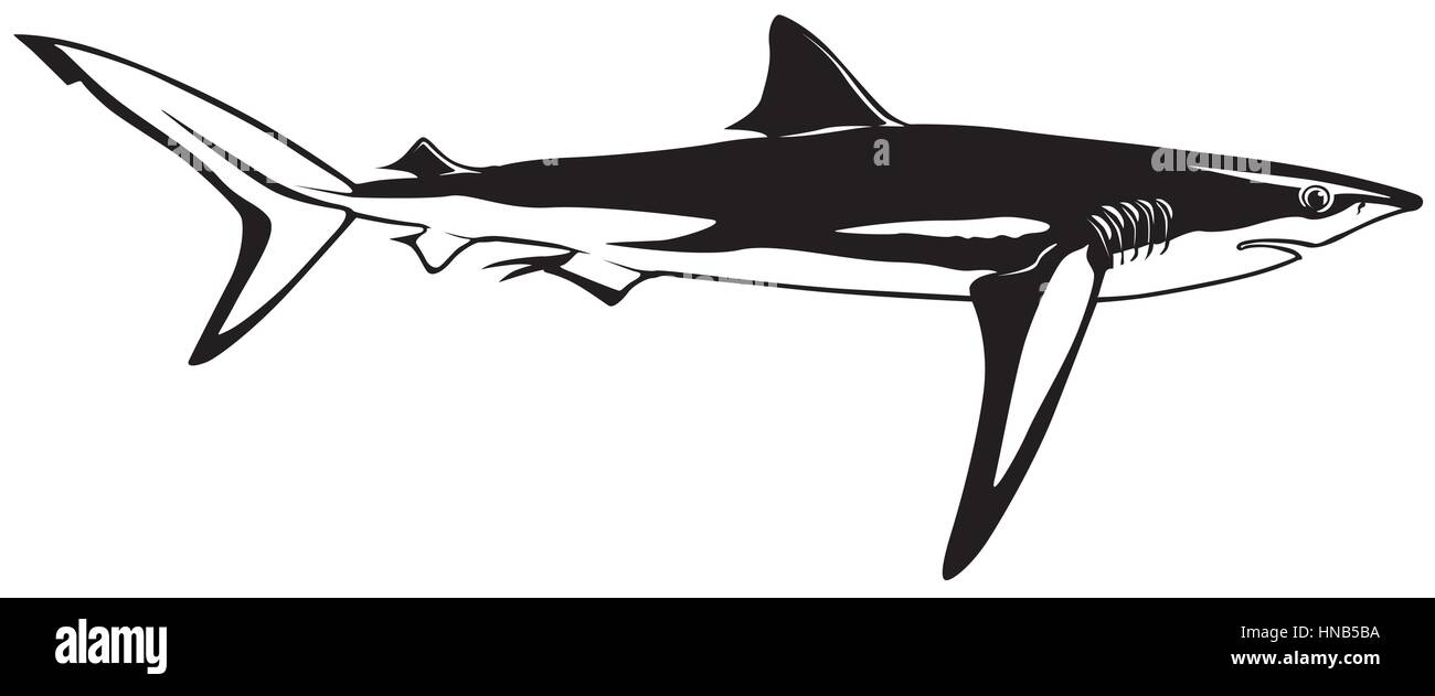 Shark Swimming in Profile Stock Vector