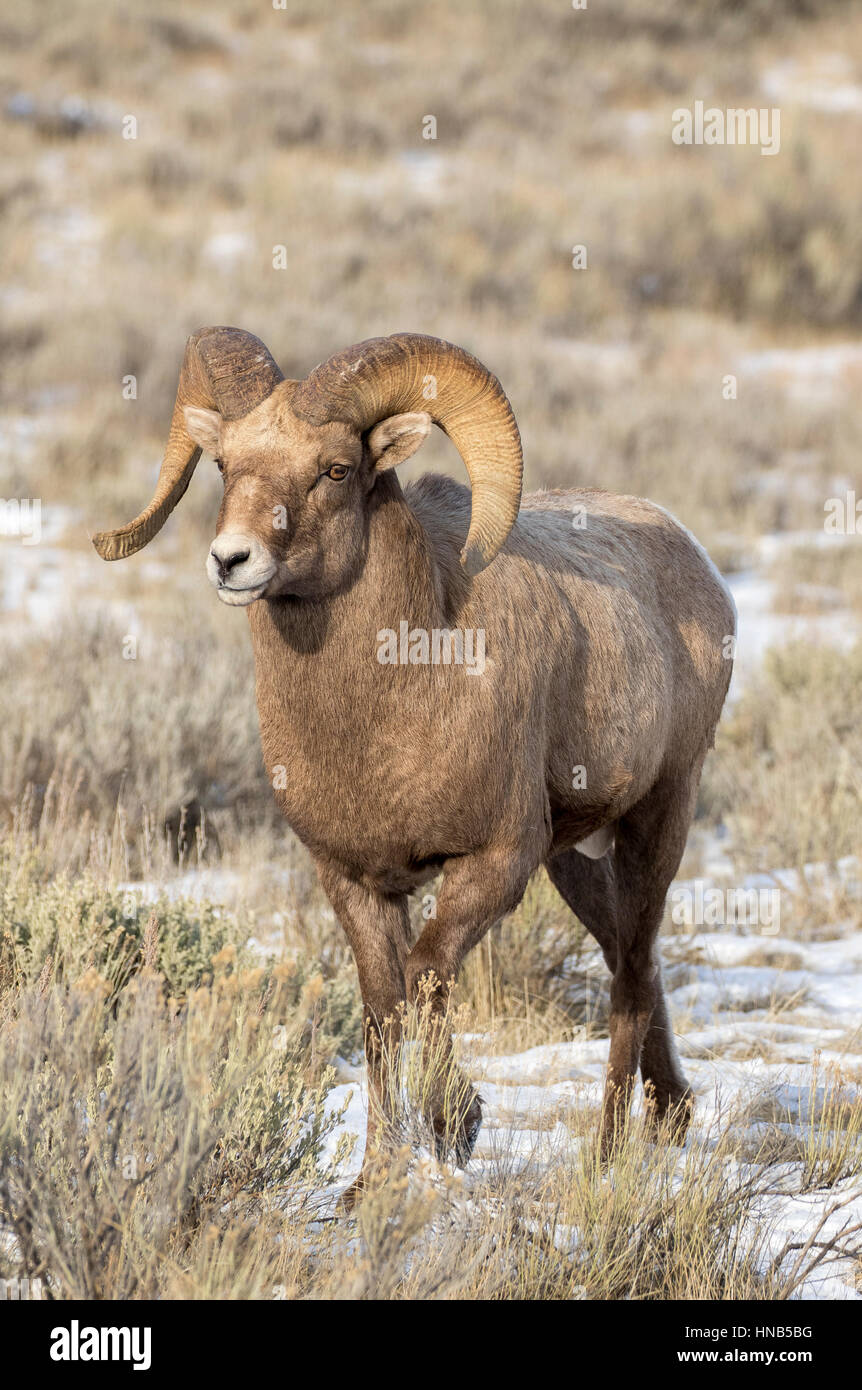 Bighorn sheep ram in the grass and sagebrush with snow on ground during autumn Stock Photo