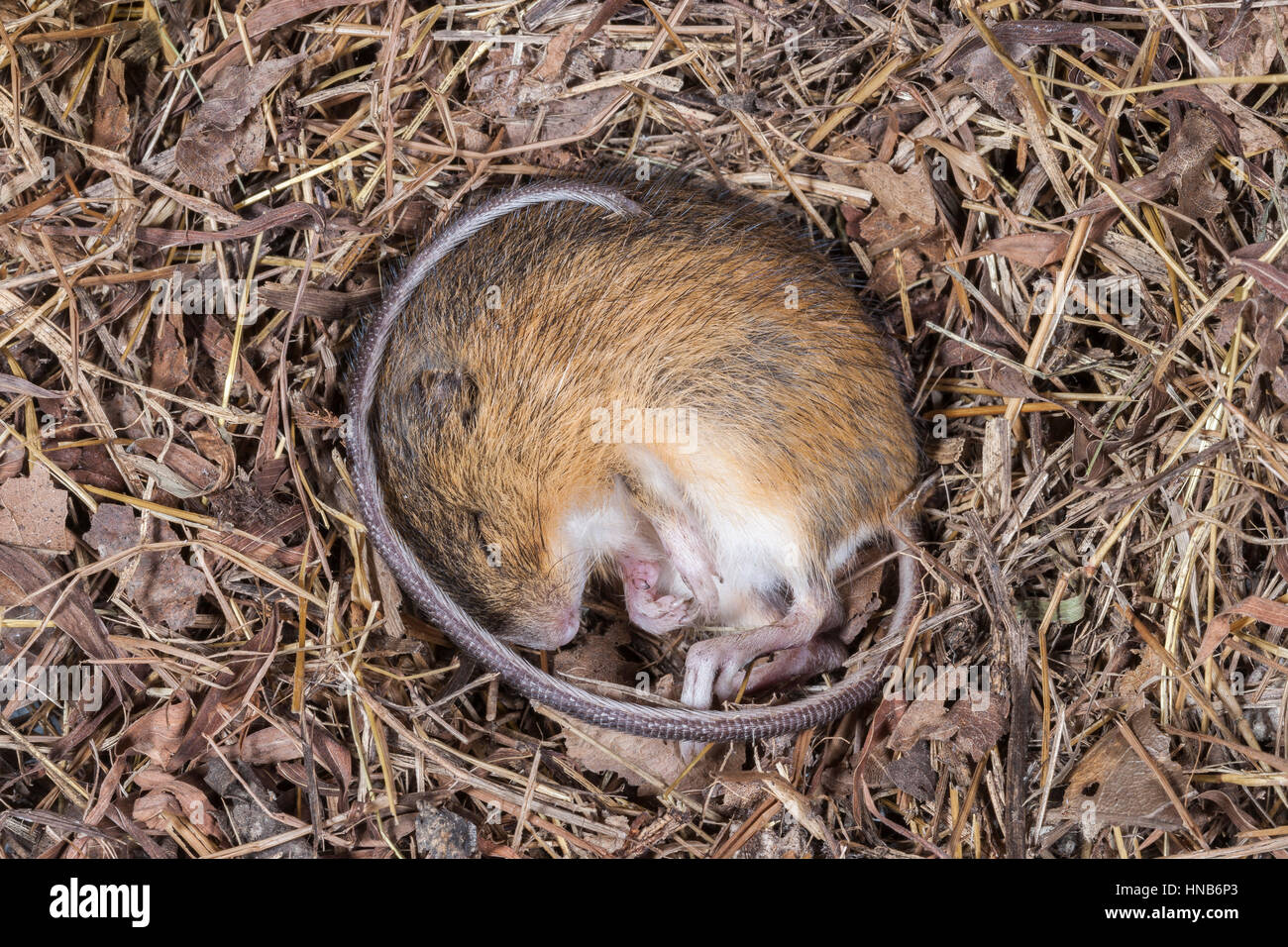 Meadow Jumping Mouse (Zapus hudsonius) in hibernation. Stock Photo