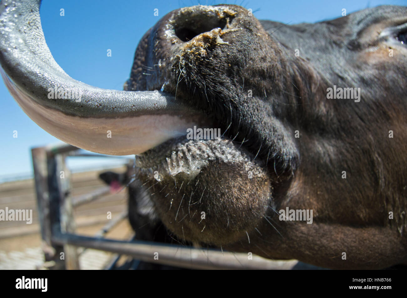 Cow licking Stock Photo