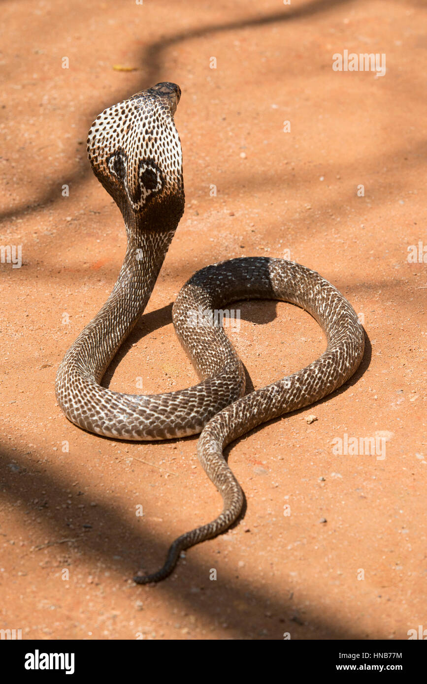 Binocellate cobra hi-res stock photography and images - Alamy