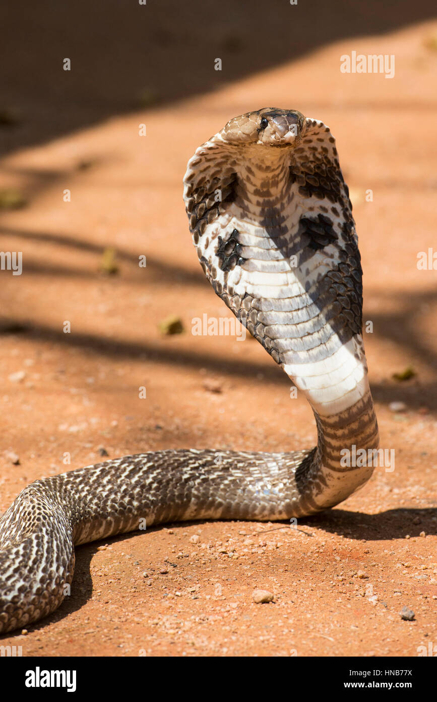 Indian cobra or Spectacled cobra, Naja naja, Sri Lanka Stock Photo