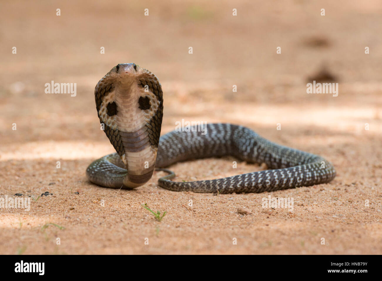 Indian cobra or Spectacled cobra, Naja naja, Sri Lanka Stock Photo
