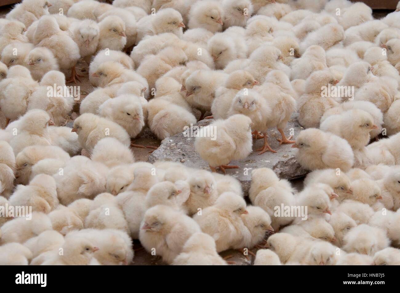 Lots Of Chicks