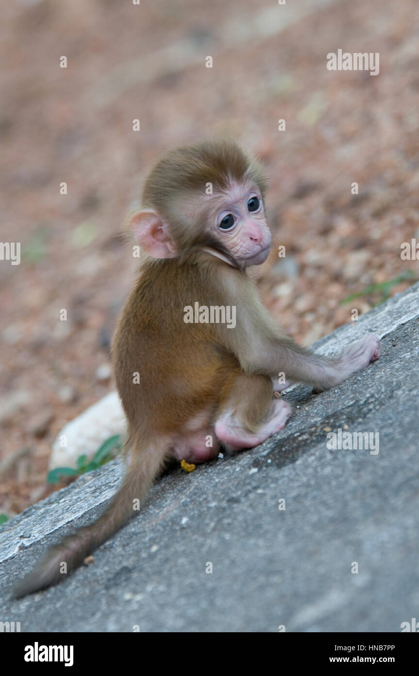 cute little monkey waiting on a stone for his mom Stock Photo