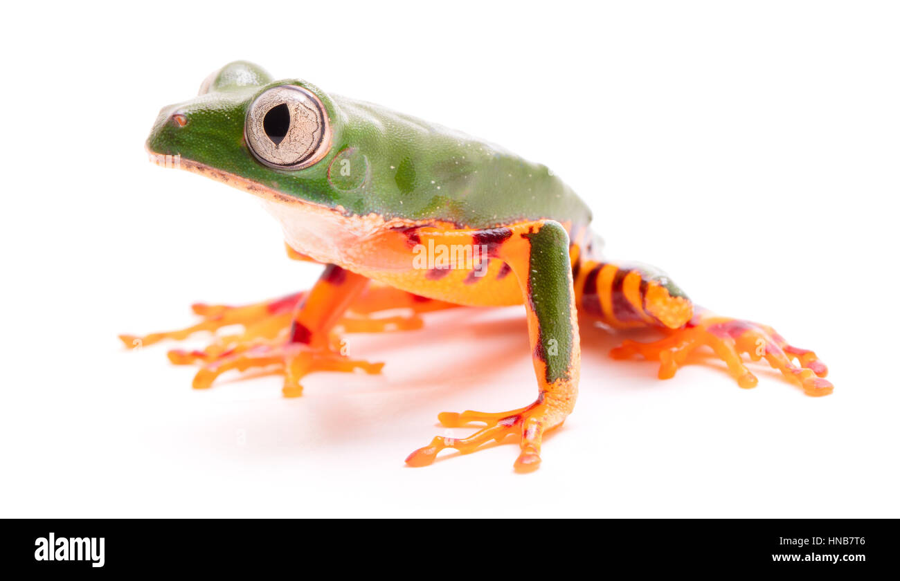 Tiger leg monkey tree frog, Phyllomadusa tomopterna. Tropical treefrog from Amazon rain forest and an endangered animal. Isolated on white background. Stock Photo
