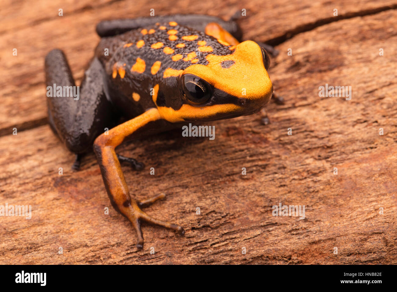 poison dart or arrow frog, Ameerega silverstonei. Orange poisonous animal from the Amazon rain forest of Peru. Stock Photo