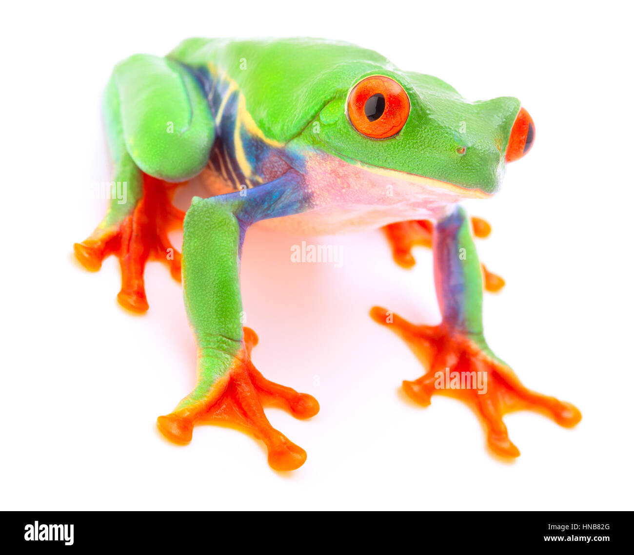 Red eyed monkey tree frog from the tropical rain forest of Costa Rica and Panama. A cute funny exotic animal with vibrant eyes isolated on a white bac Stock Photo