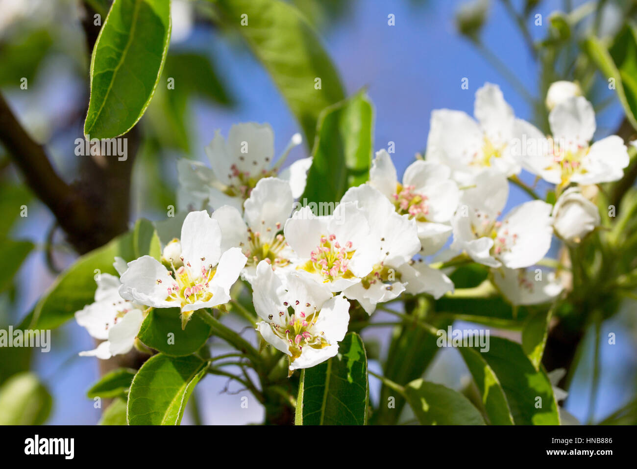 Spring april cherry tree hi-res stock photography and images - Alamy