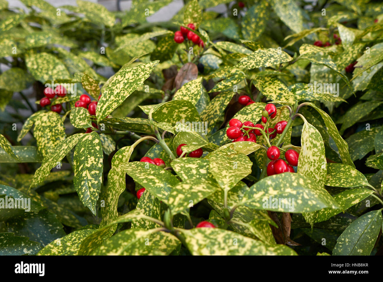 Aucuba shrub with red berries Stock Photo - Alamy