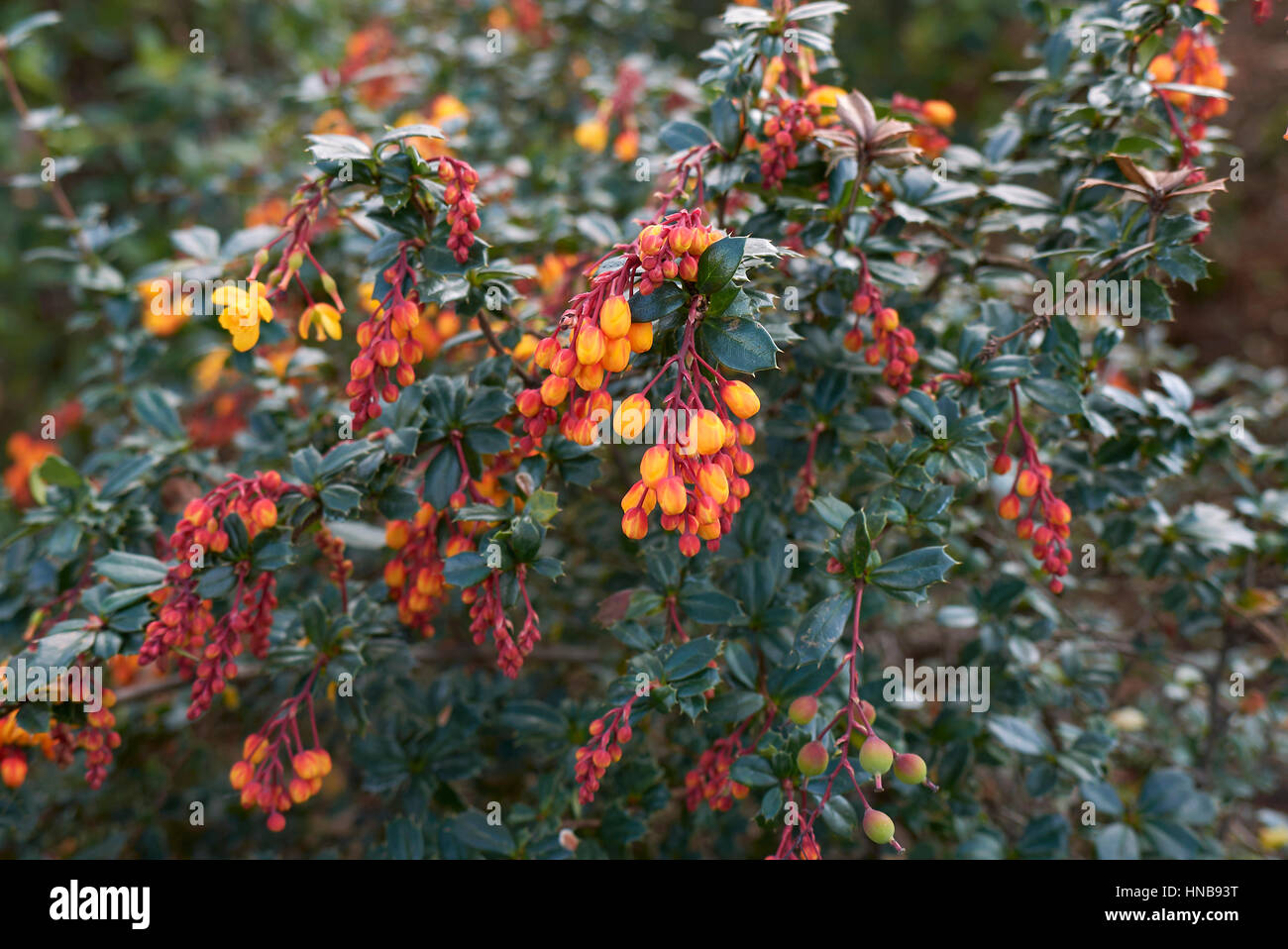 barberry with orange flowers Stock Photo