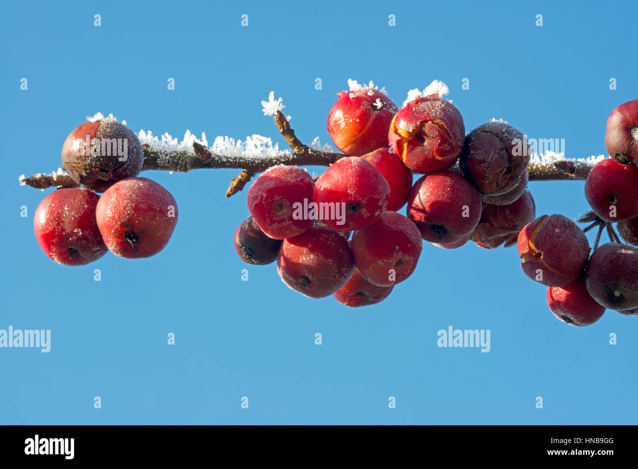 red berries with snow in a bright blue sky Stock Photo - Alamy