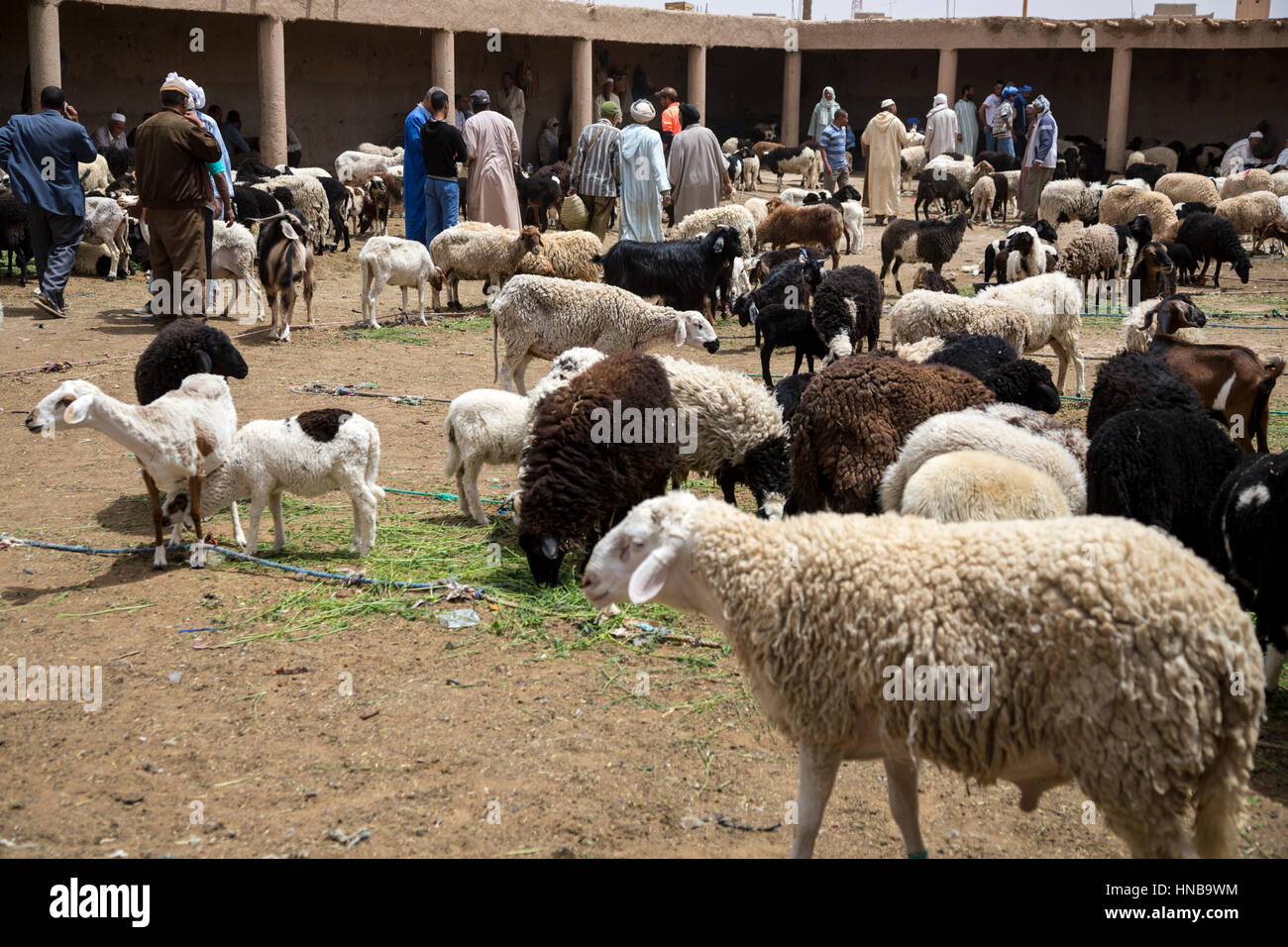 Morocco livestock hires stock photography and images Alamy